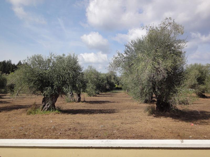 Ekati Maizonettes Kavos